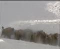 VIDEO: Wolves Hunting Buffalo 