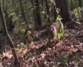 Bobcat Stalks and Attacks Hunter 