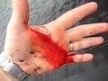 Don't Hand Feed Pike - Watch What Happens [VIDEO]