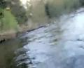 Bald Eagle Swoops In And Takes Fish Right Off Fly Line!