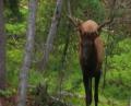 13 Year Old Shoots Elk